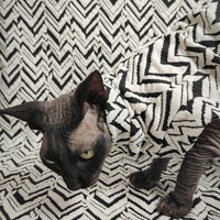 High Anxiety - Thumbnail 2