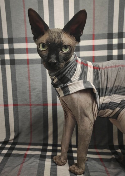 Purrrberry - Sleepwear