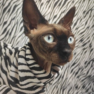 Animalize - sweaterknit