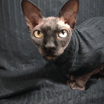 Black summer - cable knit sweater