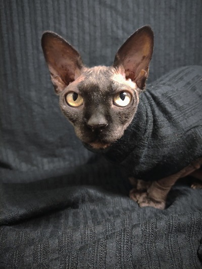 Black Summer - Cable Knit Sweater