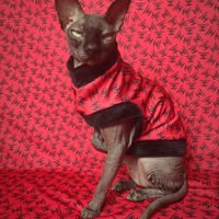 Chatnel - Thumbnail 2