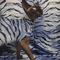 Water Tiger - Swimwear - Thumbnail 2