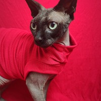 Red Rocket Ribbed For Her Pleasure  - Thumbnail 1