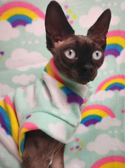 Neon Rainbows - Fleece