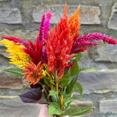 Sunday mix bright colors celosia argentea plumosa cut flower seed packet for planting