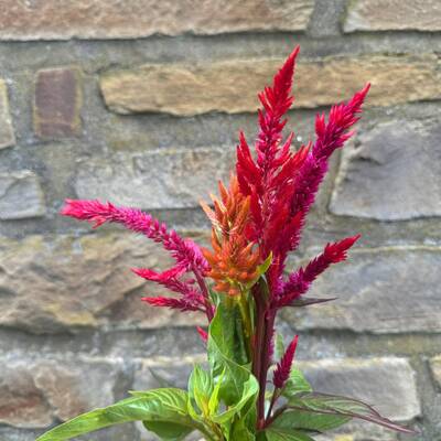 Autumn blaze celosia argentea plumosa cut flower seed packet for planting