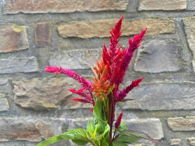 Autumn Blaze Celosia argentea plumosa Cut Flower Seed Packet for Planting