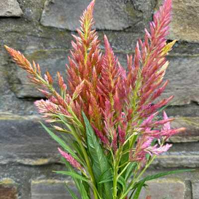 Spun sugar celosia argentea plumosa cut flower seed packet for planting
