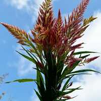 Spun Sugar Celosia argentea plumosa Cut Flower Seed Packet for Planting - Thumbnail 1
