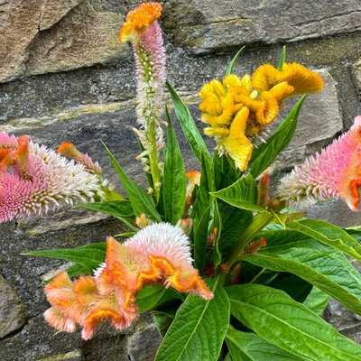 Coral reef celosia argentea cristata cut flower seed packet for planting