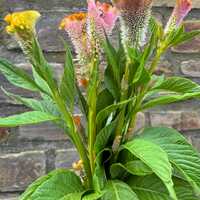 Coral Reef Celosia argentea cristata Cut Flower Seed Packet for Planting - Thumbnail 1