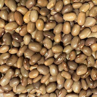 Chocolate bayo frijol bean heirloom seed packet