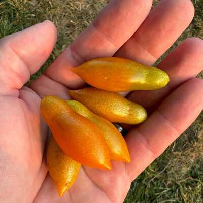 Golden baby san marzano heirloom tomato premium seed packet