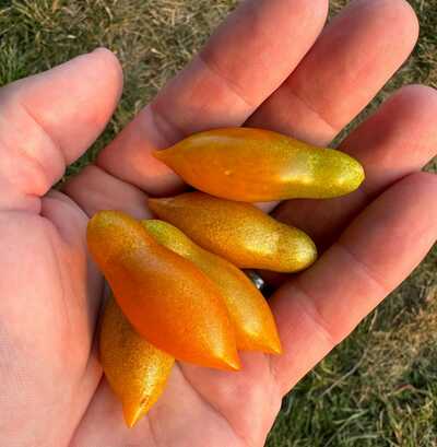 Golden Baby San Marzano Heirloom Tomato Premium Seed Packet