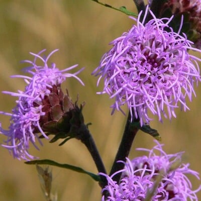 Northern blazing star liatris scariosa meadow wildflowers premium seeds for planting
