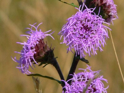 Northern Blazing Star Liatris scariosa Meadow Wildflowers Premium Seeds for Planting