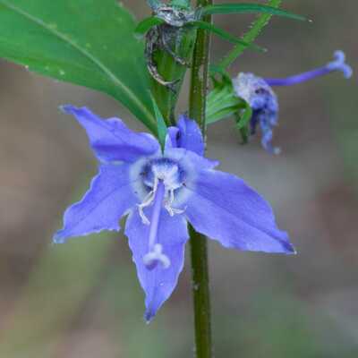 Tall bellflower campanula americana meadow wildflowers premium seeds for planting