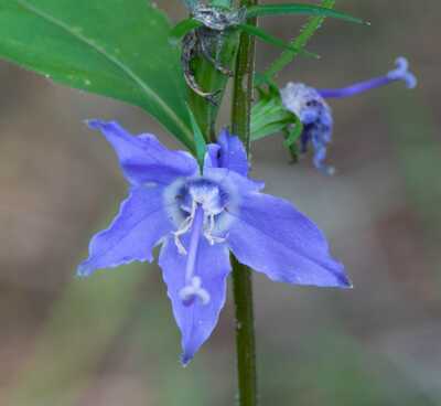 Tall Bellflower Campanula americana Meadow Wildflowers Premium Seeds for Planting