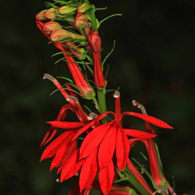 Cardinal flower lobelia cardinalis meadow wildflowers premium seeds for planting