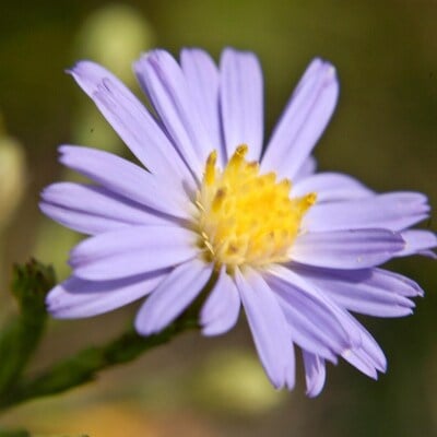 Sky blue aster azureus meadow wildflowers premium seeds for planting
