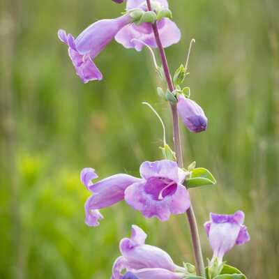 Showy beardtongue penstemon cobaea meadow wildflowers premium seeds for planting