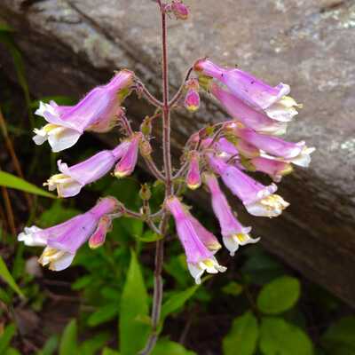 Hairy beardtongue penstemon hirsutus meadow wildflowers premium seeds for planting