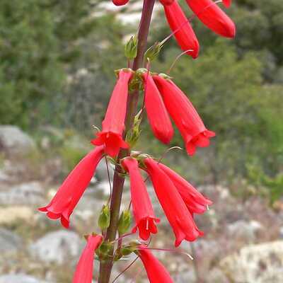 Firecracker eaton's penstemon eatonii meadow wildflowers premium seeds for planting