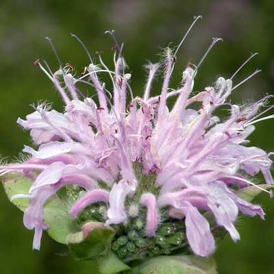 Wild bergamot monarda fistulosa meadow wildflowers premium seeds for planting