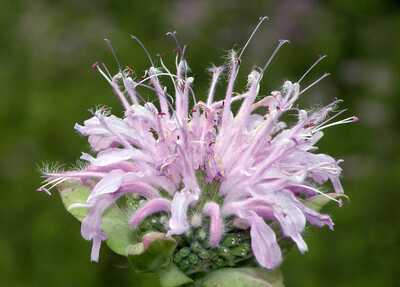 Wild Bergamot Monarda fistulosa Meadow Wildflowers Premium Seeds for Planting