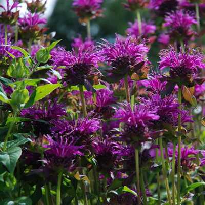 Purple bergamot monarda media meadow wildflowers premium seeds for planting
