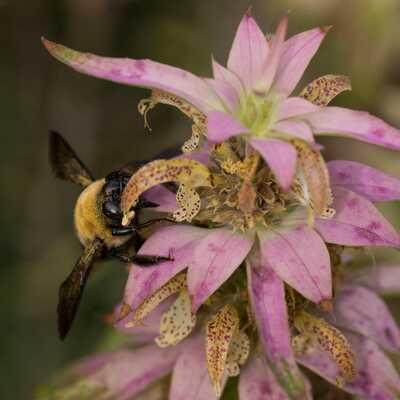 Spotted bee balm monarda punctata meadow wildflowers premium seeds for planting