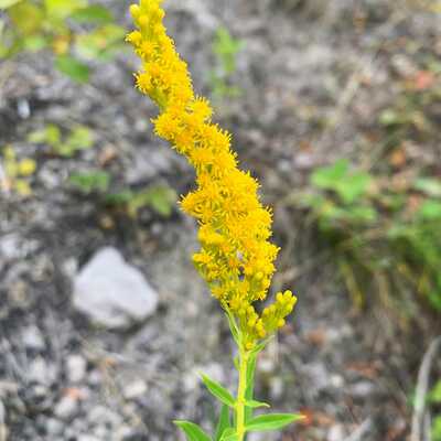Showy goldenrod solidago speciosa meadow wildflowers premium seeds for planting