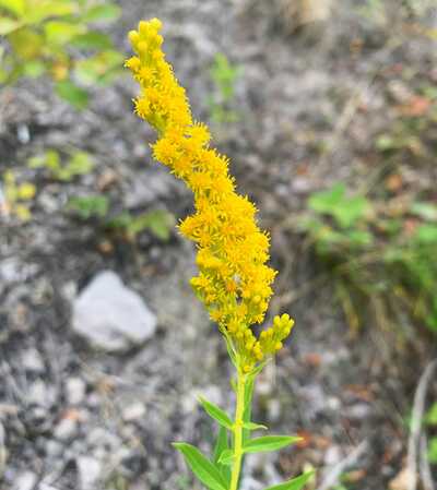 Showy Goldenrod Solidago speciosa Meadow Wildflowers Premium Seeds for Planting