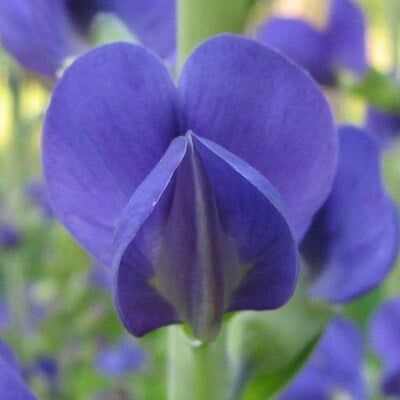 Blue wild indigo baptisia australis meadow wildflowers premium seeds for planting