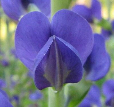 Blue Wild Indigo Baptisia australis Meadow Wildflowers Premium Seeds for Planting