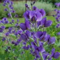 Blue Wild Indigo Baptisia australis Meadow Wildflowers Premium Seeds for Planting - Thumbnail 1