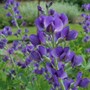 Blue Wild Indigo Baptisia australis Meadow Wildflowers Premium Seeds for Planting-1