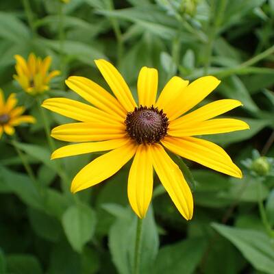 Black eyed susan rudbeckia hirta meadow wildflowers premium seeds for planting