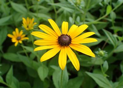 Black Eyed Susan Rudbeckia hirta Meadow Wildflowers Premium Seeds for Planting