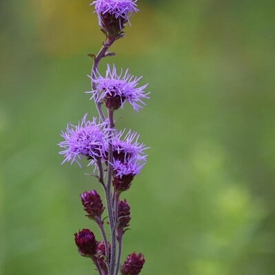 Meadow blazing star liatris ligulistylis meadow wildflowers premium seeds for planting