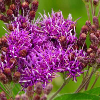 Common ironweed vernonia fasciculata meadow wildflowers premium seeds for planting