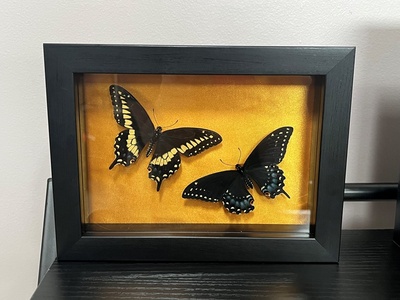 Male and Female Eastern Black Swallowtail Shadowbox (Gold)