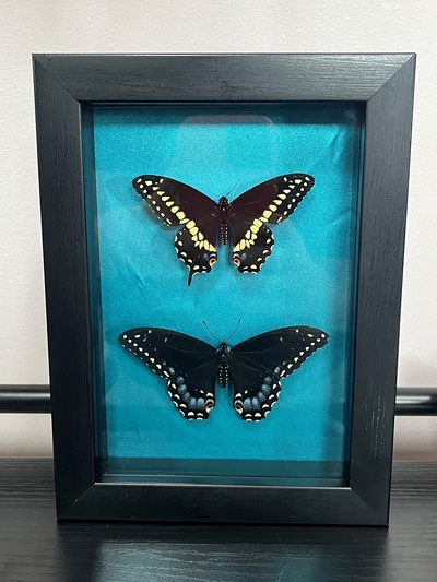 Male and Female Eastern Black Swallowtail Shadowbox (Blue)