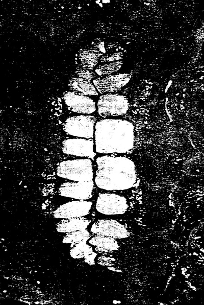 The Vomit Arsonist 'Everything Has Died And I Have Given Up' C-20