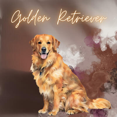 Golden retriever 24 x 24 art print