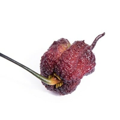 Purple gator jigsaw ultra hot pepper premium seed packet