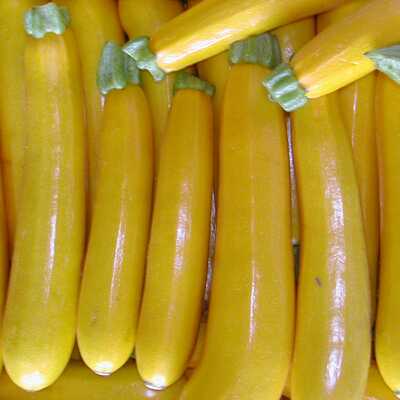 Yellow zucchini summer squash heirloom seeds for planting packet