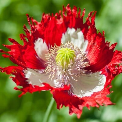 Danish flag poppy papaver somniferum premium seed packet