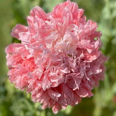 Pink peony poppy papaver paeoniflorum premium seed packet